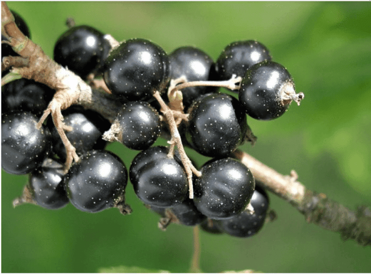 Cele mai importante beneficii ale coacazelor negre