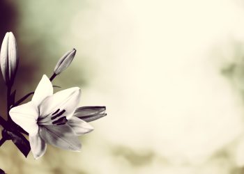 Elvida Funerare – servicii funerare complete in Bucuresti si Ilfov