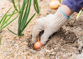 Începutul primăverii aduce plantarea arpagicului