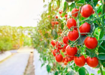 Cultivarea tomatelor în câmp: Ghidul complet pentru o recoltă bogată și sănătoasă