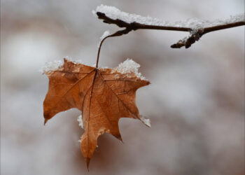 Prognoza meteo, 29 noiembrie. Început de weekend cu temperaturi scăzute, ploi și ninsori