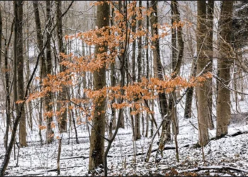 Prognoza meteo, 23 noiembrie. Vremea se răcește semnificativ în toată țara. Lapoviță și ninsoare la munte