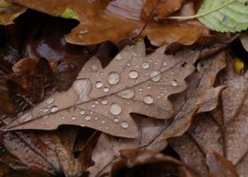 Prognoza meteo, 4 decembrie. Iarna se lasă așteptată. Temperaturi de toamnă târzie si ploi slabe în țară