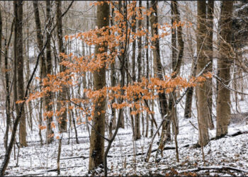 Prognoza meteo, 18 decembrie. Temperaturi neobișnuite pentru o lună de iarnă. Fulguieli în unele regiuni