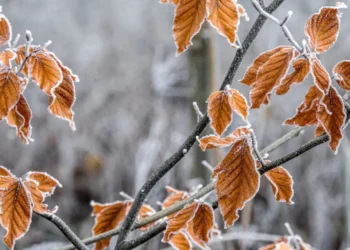 Prognoza meteo, 19 decembrie. Final de săptămână cu vreme neobișnuită. Ceața persistentă în unele județe